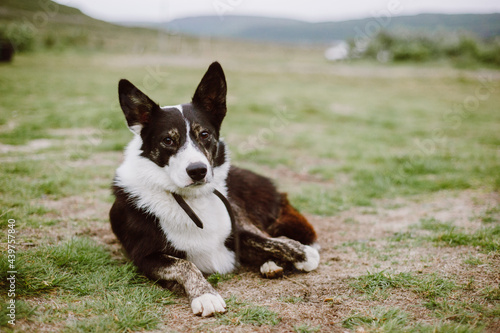 Black and White Herding Dog photo