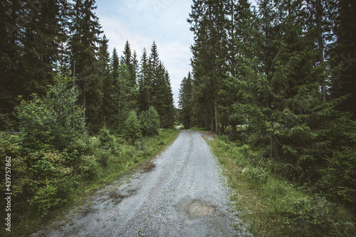Tableau sur toile Road passing through a deciduous green forest on a gloomy day