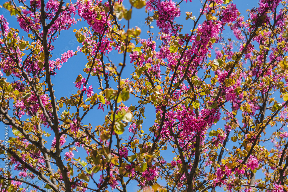 Branches of Pink Blooming Flowers
