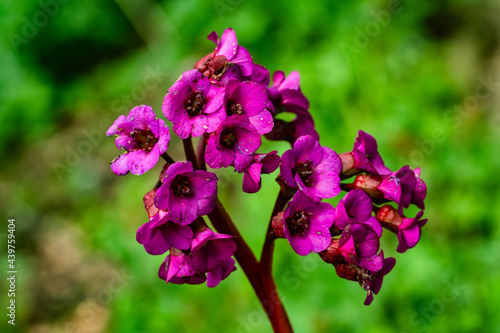 Foto Bergenia cordifolia