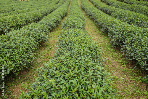 rows of green tea plants