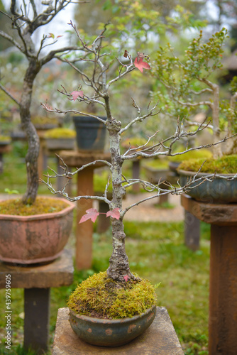 bonsai tree in garden