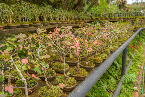 Bonsai