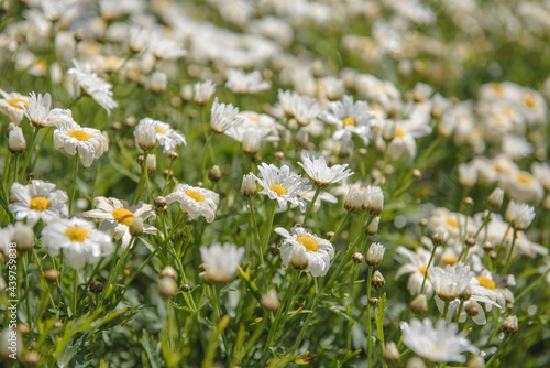 field of daisies