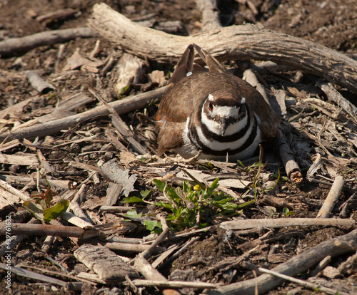 Killdeer on Nest photo