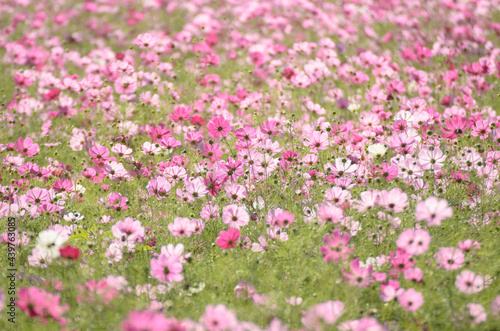Cosmos field of pink flowers
