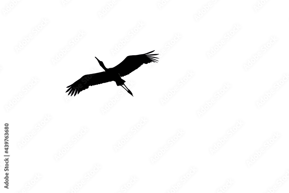 silhouette of a bird flying against a white background silhouette of a bird flying against a white background