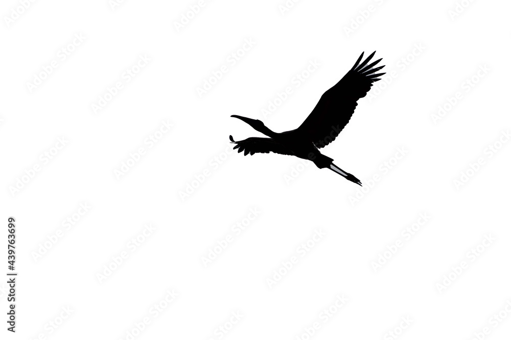 silhouette of a bird flying against a white background silhouette of a bird flying against a white background