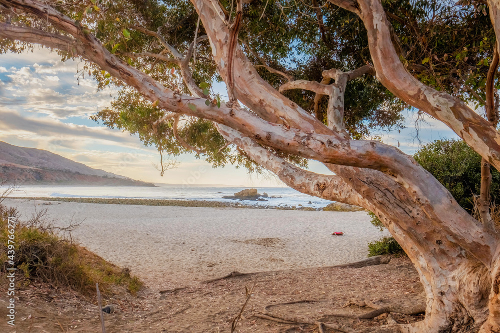 Sunrise at Leo Carrillo Beach framed by graceful tree.
