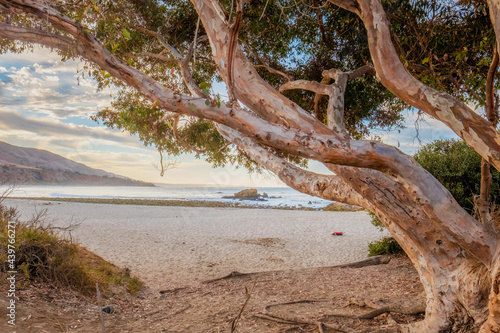 Sunrise at Leo Carrillo Beach framed by graceful tree.