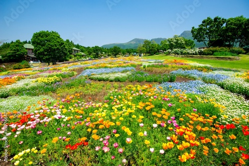 久住高原の花畑