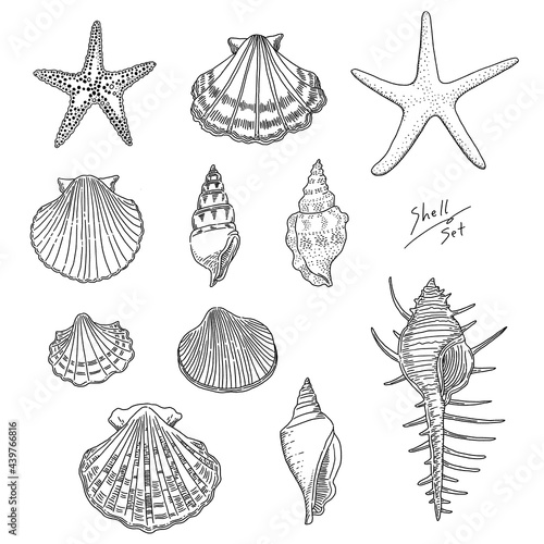 リアルな貝殻の線画イラストセット