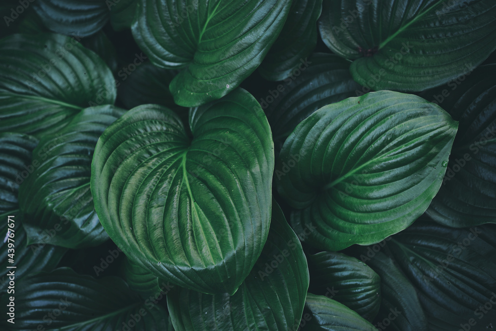 beautiful plant background of hosta leaves