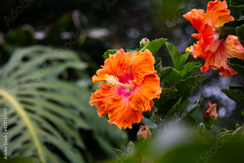 Fototapeta Naklejka Na Ścianę i Meble -  flor china color naranja en jardin hogareño 