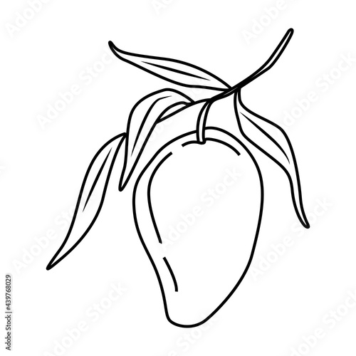 Tropical mango fruit with leaves. For the design of social networks, web, advertising, banners, menus, recipes. Vector outline hand drawn illustration in doodle style.