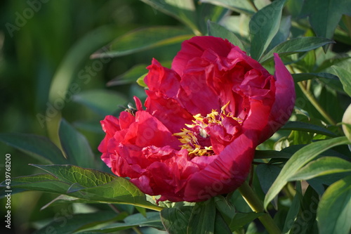 Red peony in garden