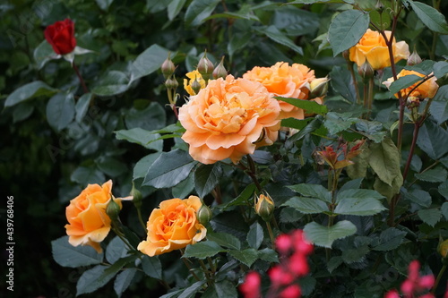 Orange rose