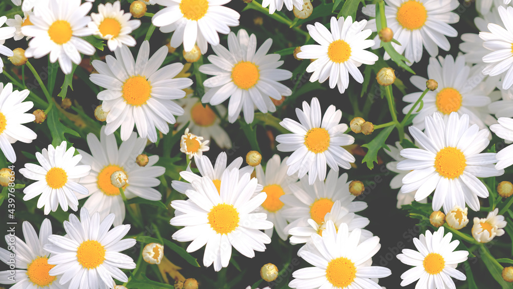 Wild daisy flowers growing on meadow. Meadow with lots of white and pink spring daisy flowers. panoramic spring web banner. Wild daisy flowers growing on meadow. Meadow with lots of white and pink spring daisy flowers. panoramic spring web banner.