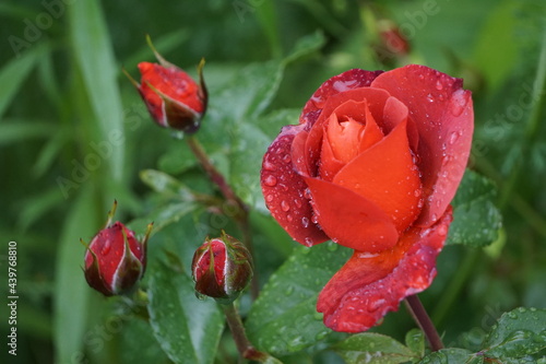 Red rose with water drops after rain.