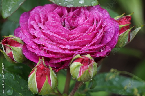 Purple rose with water drops