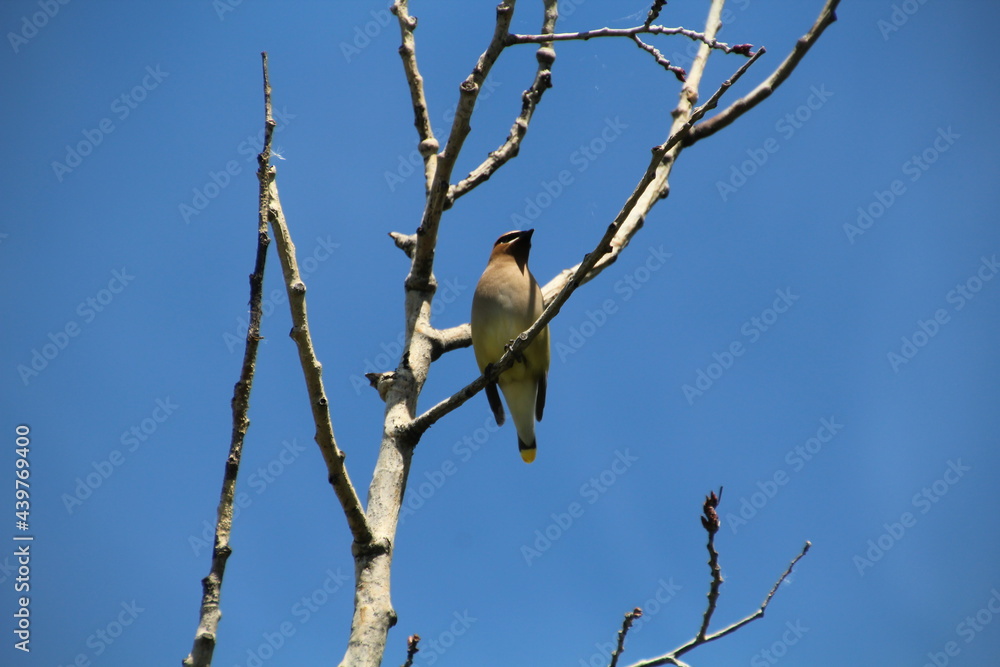 Waxwing In The Tree, Pylypow Wetlands, Edmonton, Alberta Waxwing In The Tree, Pylypow Wetlands, Edmonton, Alberta