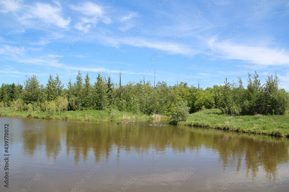 Fototapeta premium Summers Land, Pylypow Wetlands, Edmonton, Alberta