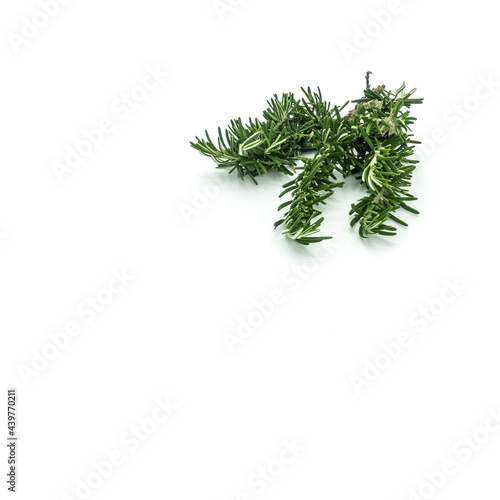 Rosemary close-up. Twig with green needle-like leaves isolated on white background. Top right corner