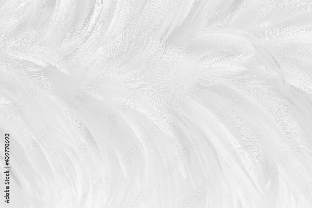 Obraz premium White grey color bird feather pattern texture for background and design.