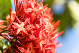 Macro closeup of red Ixora Coccinea flowers in Brazilian garden.