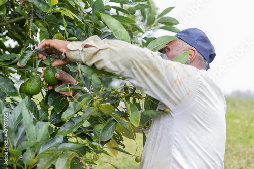 Afro-descendant farmer harvesting avocados from the tree