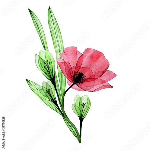 watercolor drawing, clipart. bouquet, composition of transparent flowers. red poppy flower and green flowers and phlox leaves isolated on white background. #439770828