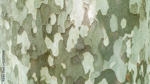 Surface of sycamore tree as texture background or backdrop. Platanus occidentalis tree bark texture closeup. A tree shedding bark. The pattern is similar to a military camouflage pattern.