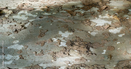 Surface of sycamore tree as texture background or backdrop. Platanus occidentalis tree bark texture closeup. A tree shedding bark. The pattern is similar to a military camouflage pattern.
