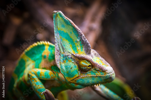 Chameleon on a branch. Exhibition of terrarium animals. Lizard species.