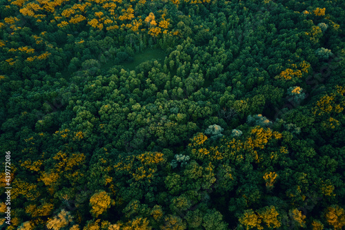 Green forest  aerial view. Nature landscape  bird eye view. Beautiful background of summer forest