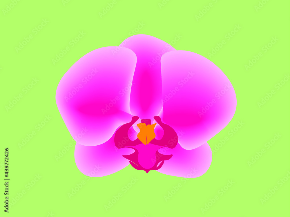 Fototapeta premium Pink orchid in lime green background.