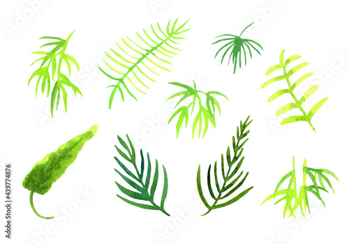 set of watercolor elements - tropical leaves on a white background. stylized illustrations for stickers  cards and decor.