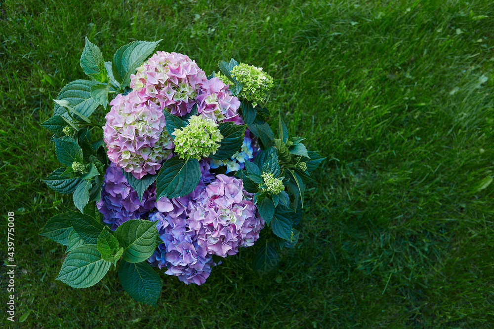 beautiful potted hydrangea in the garden beautiful potted hydrangea in the garden