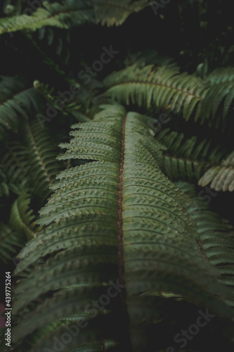 Vertical shot of green tropicalfern leaves photo