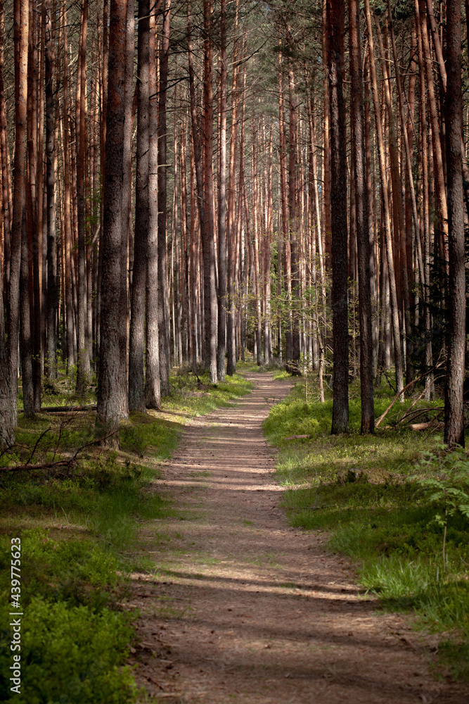 Fototapeta premium path in the woods