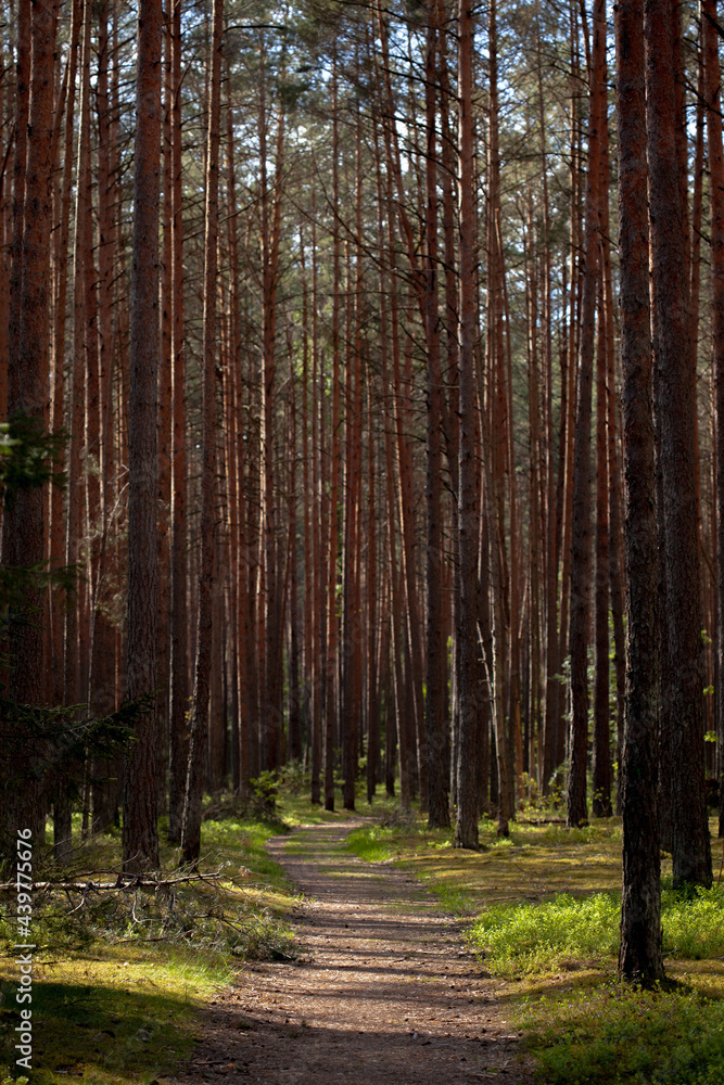 Forest path