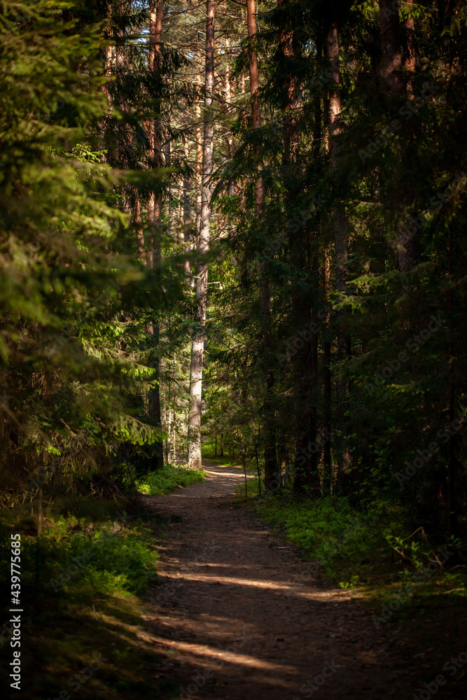 Forest path