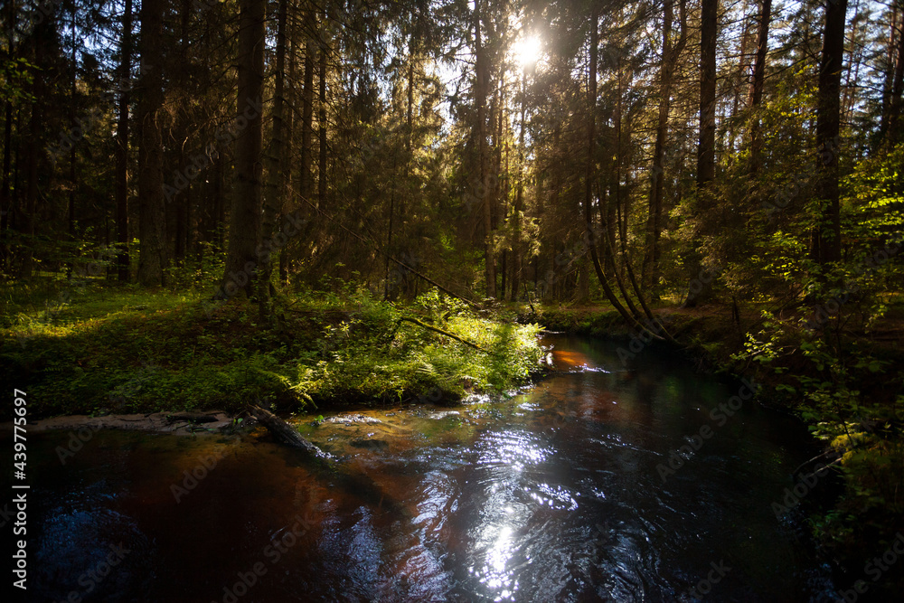 A creek in the forest