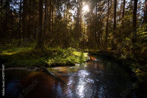 Obraz na płótnie A creek in the forest w salonie