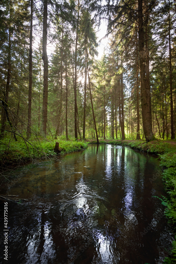 A creek in the forest