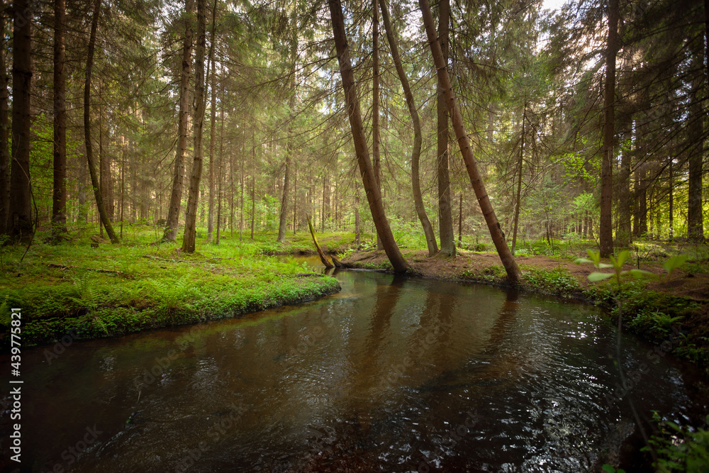 A creek in the forest