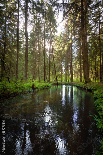 Obraz na płótnie A creek in the forest w salonie