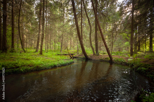 Obraz na płótnie A creek in the forest w salonie