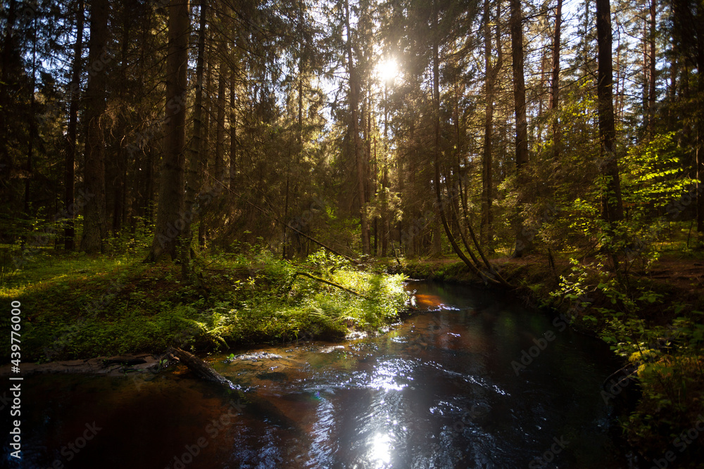A creek in the forest