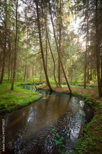 Obraz na płótnie A creek in the forest w salonie